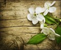 ATRAE AL SER AMADO CON TU ESENCIA Y AROMA CORPORAL hechizos, amor, amarres, gratis, hechizos de amor, amarres de amor, conjuros de amor, sortilegios, brujería de amor, magia blanca, magia negra, videntes, recuperar un amor perdido, conseguir un amor imposible, vudu del amor, vudu amoroso, brujería amorosa, amarre de matrimonio, medium del amor