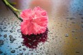 SUERTE CON AGUA DE CLAVELITO hechizos, amor, amarres, gratis, hechizos de amor, amarres de amor, conjuros de amor, sortilegios, brujería de amor, magia blanca, magia negra, videntes, recuperar un amor perdido, conseguir un amor imposible, vudu del amor, vudu amoroso, brujería amorosa, amarre de matrimonio, medium del amor