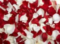 EVITAR PELEAS CON PETALOS DE ROSA hechizos, amor, amarres, gratis, hechizos de amor, amarres de amor, conjuros de amor, sortilegios, brujería de amor, magia blanca, magia negra, videntes, recuperar un amor perdido, conseguir un amor imposible, vudu del amor, vudu amoroso, brujería amorosa, amarre de matrimonio, medium del amor
