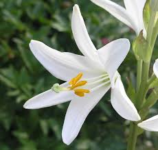 Magia blanca para tener energías positivas